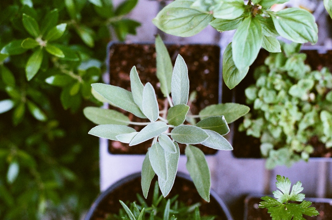 Medicinal Herbs