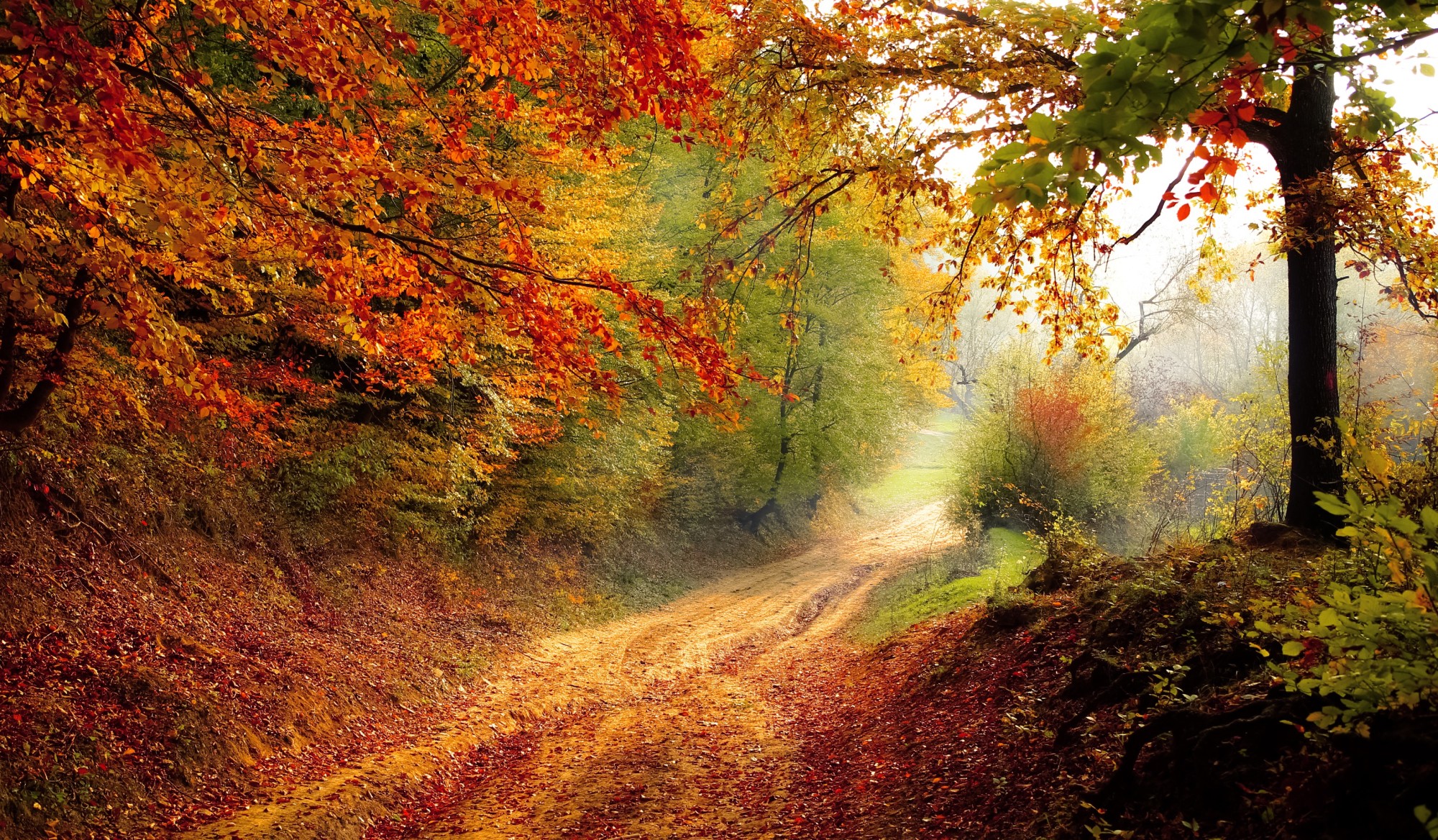 path in forest in autumn