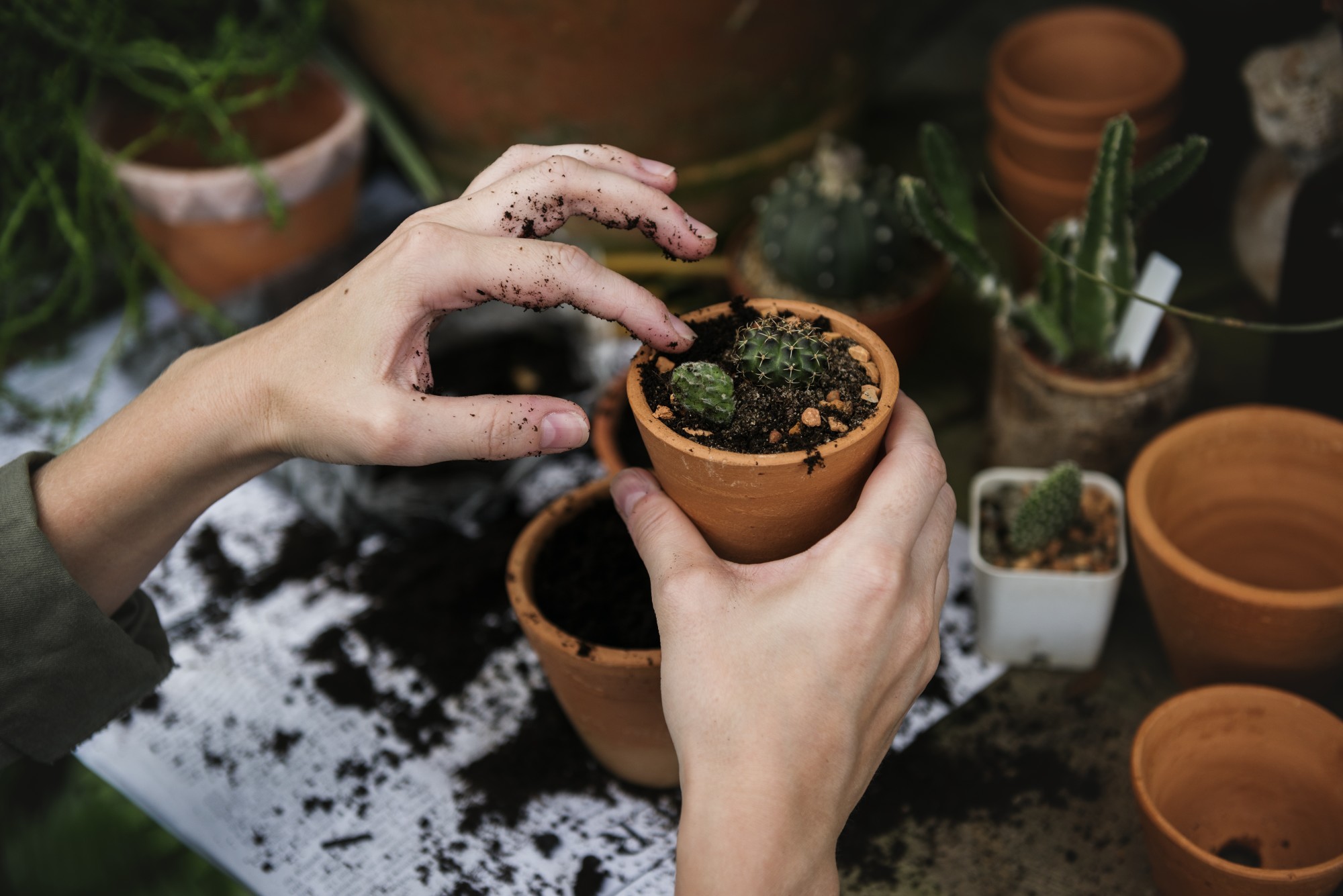 person planting plants in container