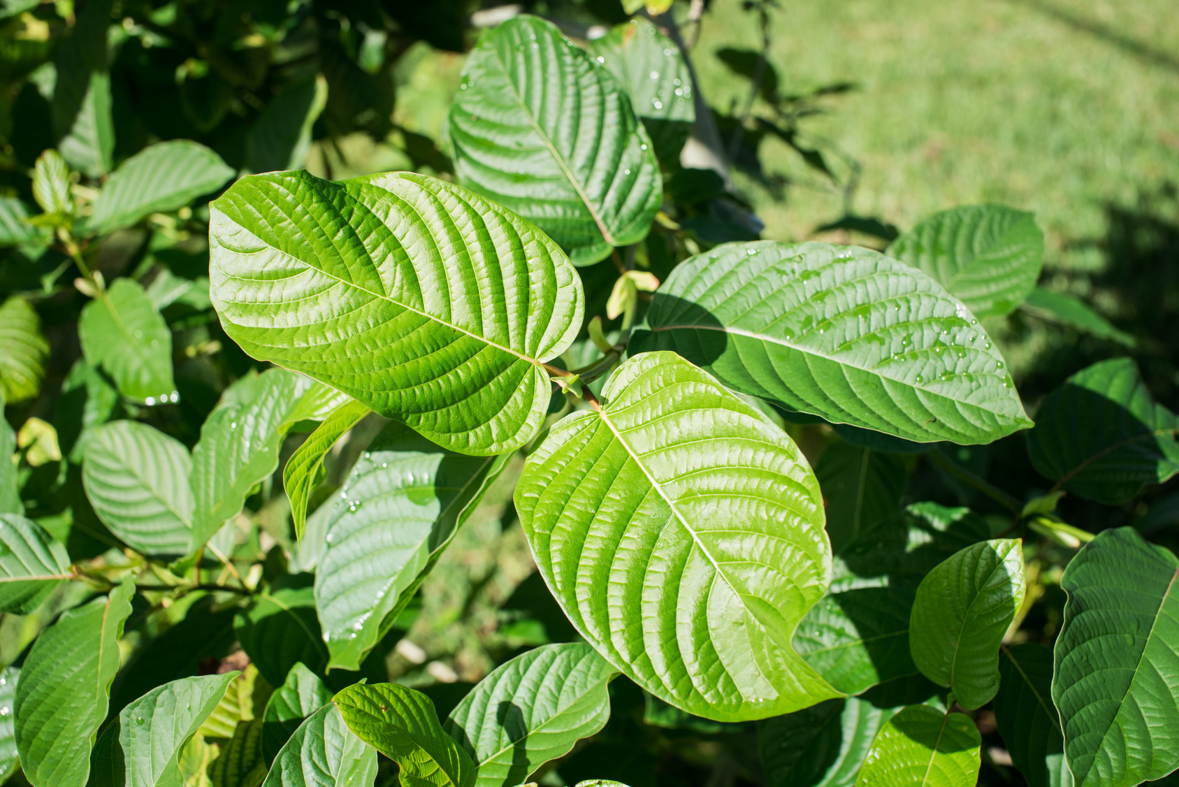 benefits of kratom