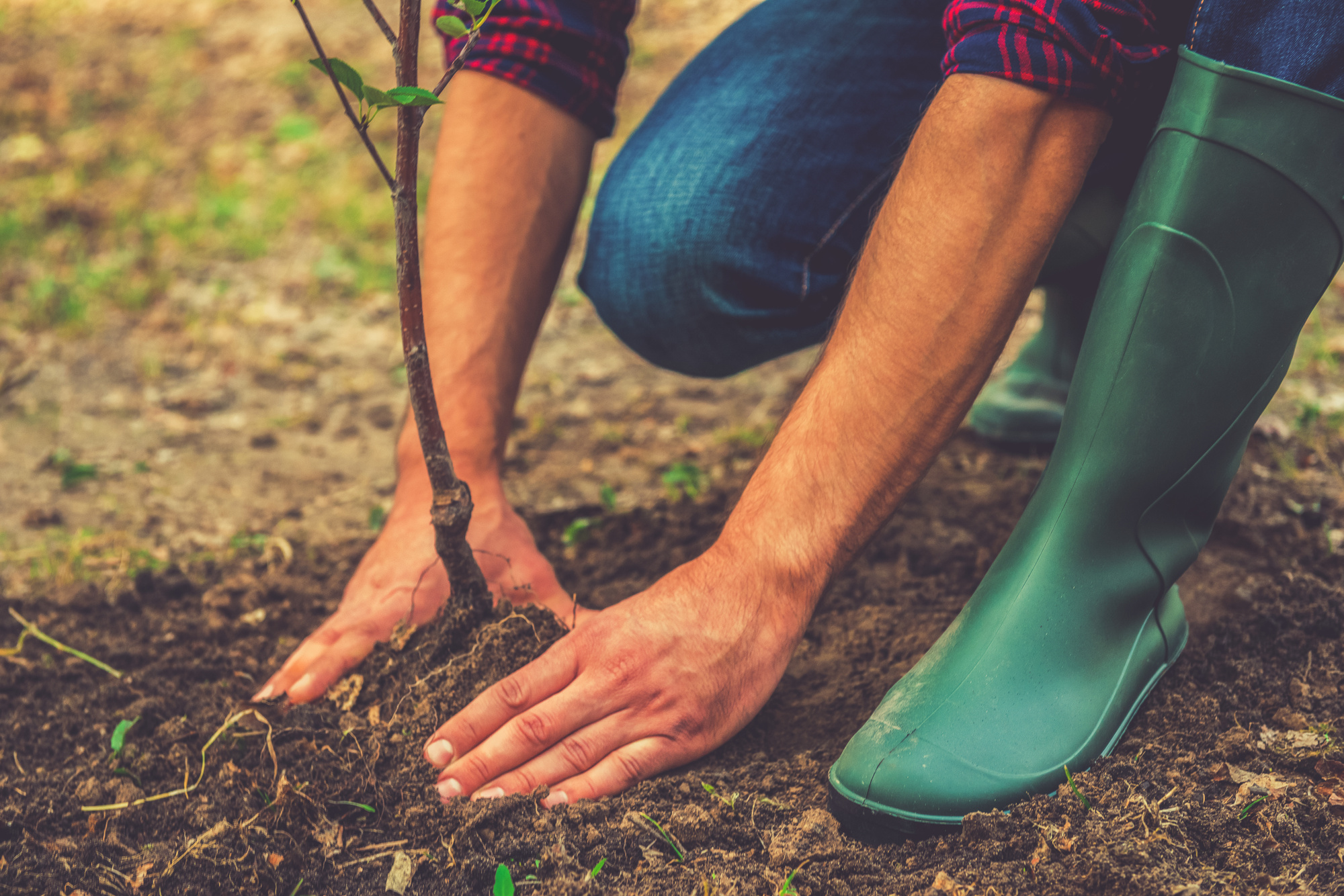 benefits of planting trees