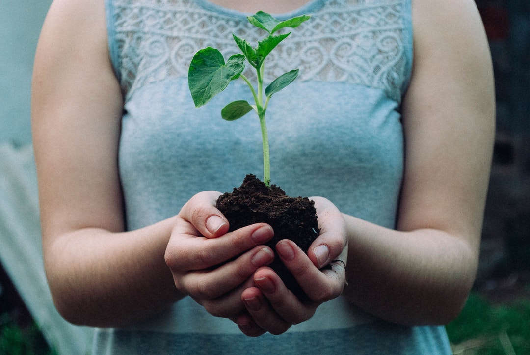 Benefits Of Planting Trees