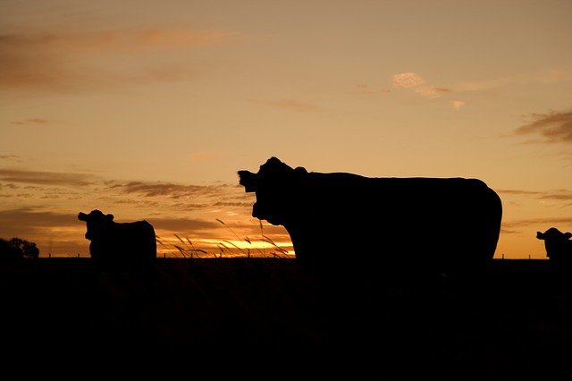 cows in texas ranch