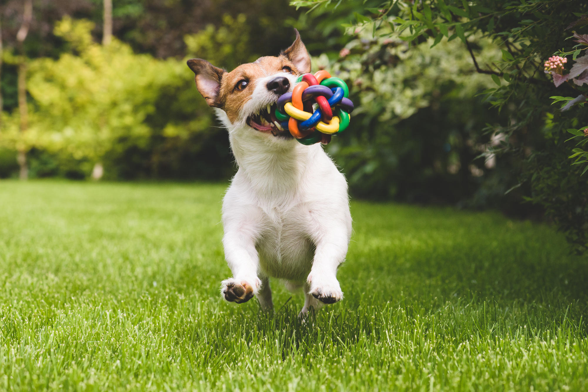 organic dog toys